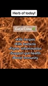 📝 How to Consume Cat’s Claw: 1️⃣ Drink as herbal tea, tonic, or tincture, twice a day (AM & afternoon) 2️⃣ Steep tea, boil water, add 1/2 tablespoons of cats claw and then steep 10-15 mins 3️⃣ Drink first thing in morning, avoid food for 1 hour before/after Comment “cats claw” for direct link or click bio #catsclaw #herbaltea #healingjourney | Meelah Moss