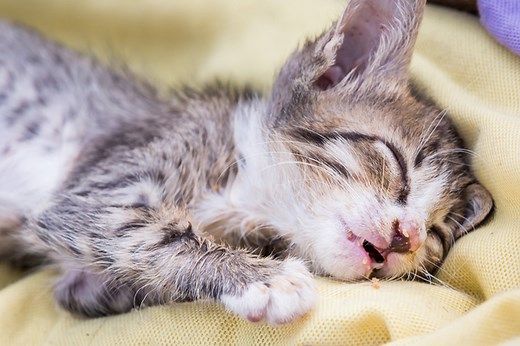 Katze erbricht: Die 3 häufigsten Ursachen   Behandlung für zu Hause