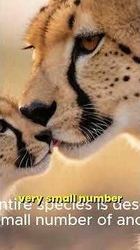 Save the Cheetahs!