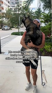 He’s really the biggest baby 🥺 . . . #husky #huskypuppy #huskylove #huskygram #huskylife #huskyphotography #huskypics #huskynation #huskymix #huskylovers #huskyofinstagram #huskylover #huskydog #huskyworld #huskypuppies #huskypup #huskysofinstagram #huskylovingclub #huskymom #huskysiberiano #huskyoftheday #huskys #huskyreq #huskyproblems #huskypic #huskyfamily #huskypage #huskycute #huskyheaven #huskypride | Blue The Husky