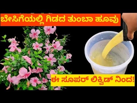 ಮಣ್ಣು ಫಲವತ್ತಾಗಿ ಗಿಡಗಳು ರಾಕೆಟ್ ವೇಗದಲ್ಲಿ ಬೆಳೆಯುವುದಲ್ಲದೆ ಗಿಡದ ತುಂಬಾ ಹೂವು ಹಣ್ಣು ಈ ಸಾವಯವ ದ್ರವ ಗೊಬ್ಬರದಿಂದ