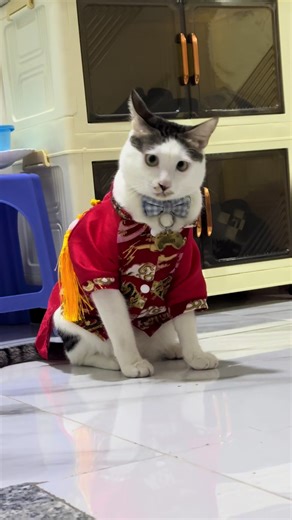 Anh tên là Cam. Cam trong Cam béo #catsoftiktok #tiktok #fyp | cat
