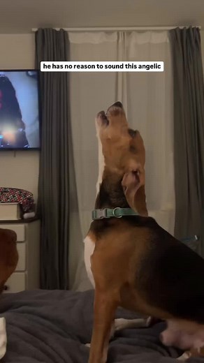 Adorable Beagle Puppy Singing | Funny Dog Singer Video