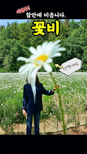 함안 실시간 개화상황(26. 5. 4.)#함안 #함안군 #함안가볼만한곳 # 개화상황 #샤스타데이지 #악양생태공원 #악양둑방