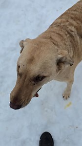 Today's showcase is Finnegan. This happy man is 6 years old. He does only have 1 eye, but he does not let that get him down. He's just a lovable happy guy. He is a great walking partner and he does enjoy the water very much! If interested in meeting Finnegan, you can find him on our website under "Available Dogs". 🐕 🐾 | Delta Animal Shelter