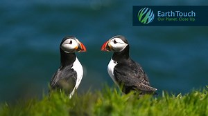 Puffin Patrol
