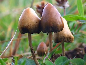 FDA Recognizes Psilocybin As 'Breakthrough Therapy' for Depression