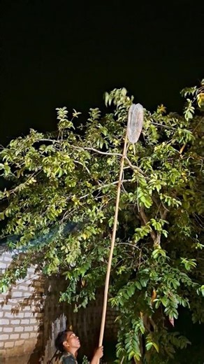 two turtle doves, one runs away #videoshort #nature