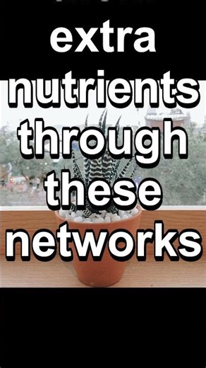 🌳 Trees Talk to Each Other Through Underground Networks #shorts