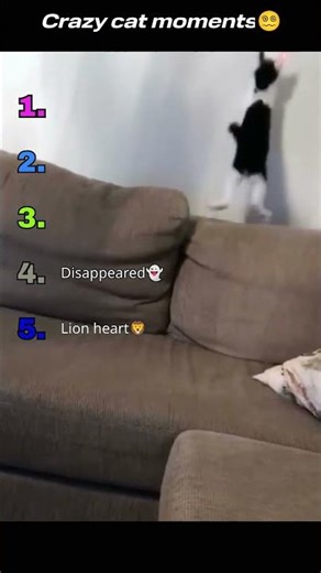 Crazy cat moments🤪