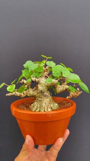 Waru lùn lực,giá mềm | Phương Mini