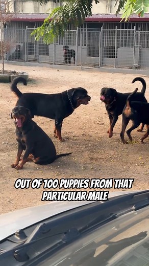 House of Vigilio - Dog Breeding Tips and Tricks