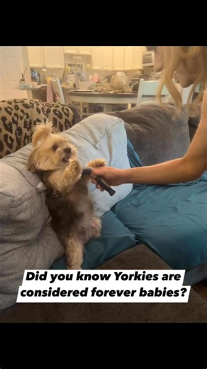 Yorkies are always cute ❤️❤️❤️ #yorkie #cutedogs #dogreels #littledogs | Yorkie HQ