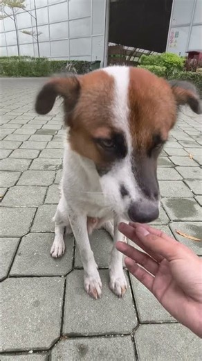 Mixed Breed Dog For Adoption - 1 Year 6 Months, Bobo from Skudai, Johor