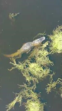 4K Drone Footage of Lake Apopka Wildlife Drive | Alligators & Wetlands