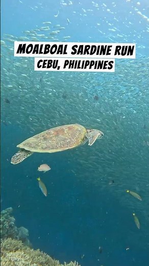 Moalboal Sardine Run – Epic Experience in Cebu, Philippines