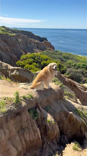 Spring bloom on the California coast — blue water, wildflowers & ocean cliffs