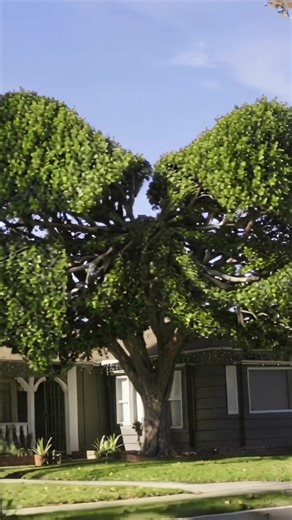 JoJo Siwa: Karma & Latest Updates in 2025