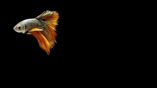 "you're just my type" 🎧 #lyricsvideo #fyp