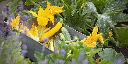 Rule of thumb (literally) shows you when to harvest courgettes