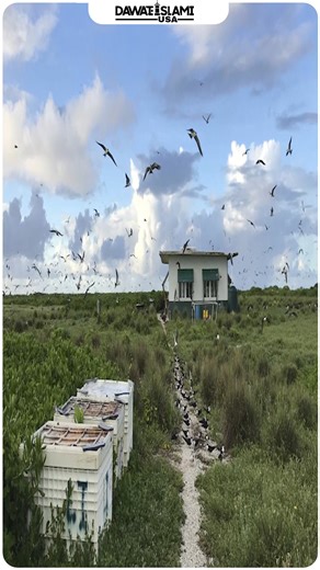 1.4K views · 95 reactions | The Reward of a Day's Fast #ramadan #hadith #prophetmuhammadﷺ #fasting #islam #blessings #quran #sunnah #reminder #reminder #islamic #muslims #Allah #ramadan #ramadan2024 #dawateislami #dawateislamiusa #dawah #trending #madanichannel #madanichannelenglish #ramadanmubarak #ramadankareem #sehri #suhoor #iftar #iftari #food #ramadanstatus #ramadan1445 #hadithoftheday #hell #heaven | Dawateislami USA | Facebook