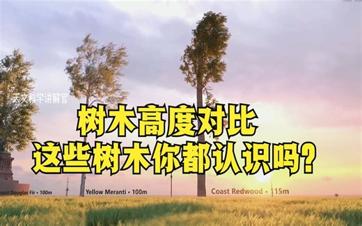 树木高度对比，这些你都认识吗？