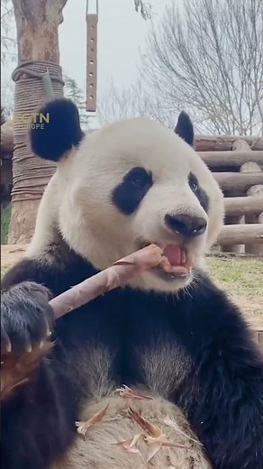 Cute giant panda filmed munching on bamboo shoots