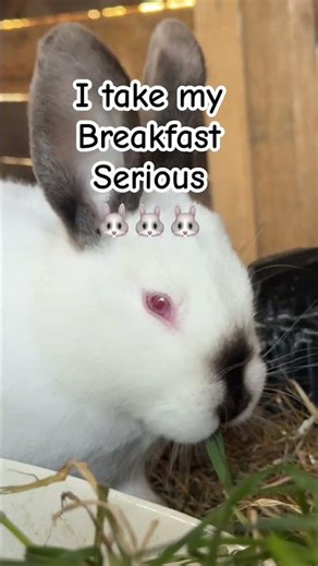 Intense Chewing; Rabbito #rabbit #bunny