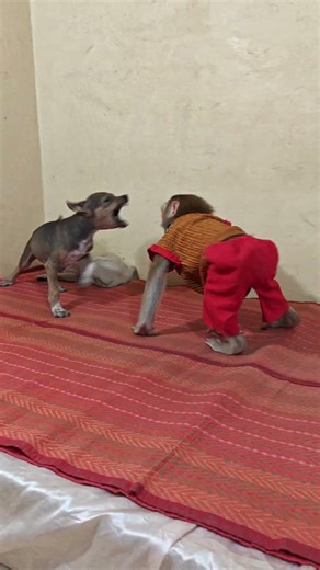 They love to play together.#dog #monkey