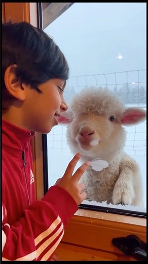 Cutest Baby Sheep Ever 🐑 | Adorable Farm Moment | Cute Animal Short.