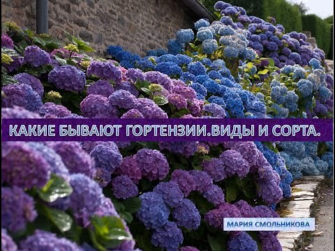 Какие бывают гортензии. Виды и сорта.
