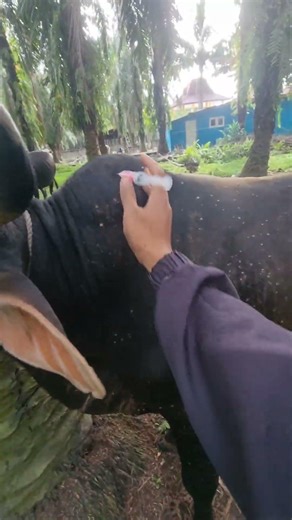 Penyuntikan vitamin pada sapi limousin lucu #animals #shorts #sapi