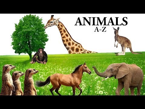 A-Z ANIMALS NAMES