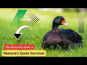 "🦆 The Muscovy Duck | Facts, Care, and Unique Traits"