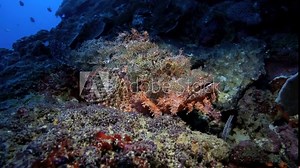 Devil scorpionfish resting on coral reef underwater in Pescador Island in Cebu, Philippines