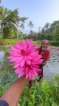 UNBELIEVABLE! A Red Water Lily Born from Wild Marsh Plants! 🌺😱