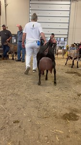 Cabra Lechera de raza Alpina que muestra el potencial integral desarrollado por las y los criadores de la American Dairy Goat Association (ADGA) 😉 Video by @metacaprine en el 2025 ADGA National Show, Grand Island - Nebraska - USA 🇺🇸 #dairygoat #ganadería #goatmilk #caprinos #farmlifebestlife #metacaprine | Richard Mendoza
