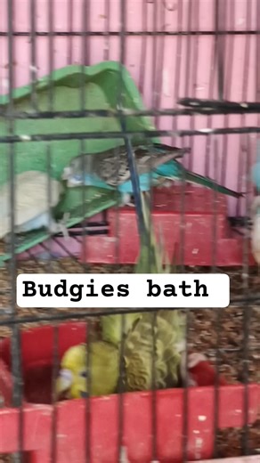 Budgies Bath Time 🐦 Enjoy Water Fun | Trending Birds Shorts #budgies #birds #enjoy