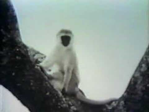 Sesame Street - monkeys in the wild