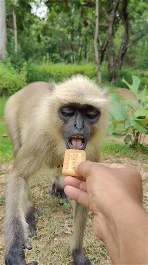 Langur Grabs Biscuit in One Bite 😍 | Cute Monkey Feeding Moment #shorts