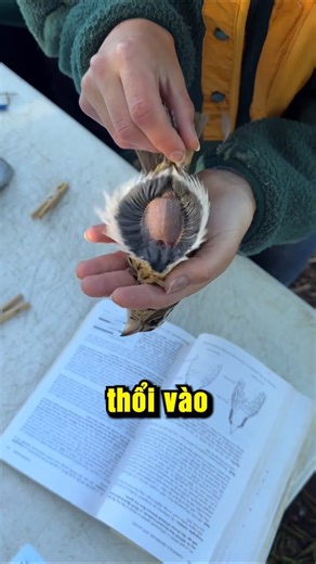 Why do birds have bare patches of skin on their bellies?