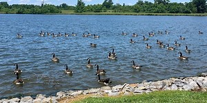 Canada geese a nuisance, health concern across Alabama