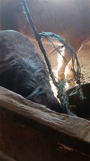 the mini mule with his buddy #horse #fyp