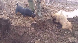 Amazing! Rat Catching With Farm Dogs About 350 Rats