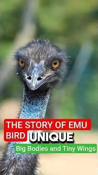 The Story of Emu Bird About Can not Walk Backwards
