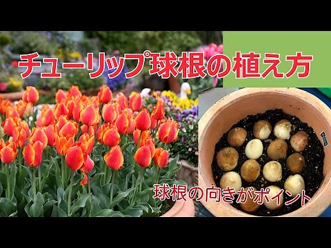 How to plant tulip bulbs [Horticulture specialty store Akatsuka FFC Pavilion]