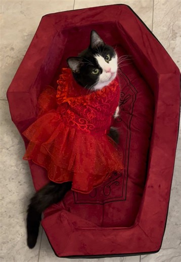 🌹 The Phantom of the Opera is there, inside my mind ❤️ #cat #cosplay #costume #phantom #broadway