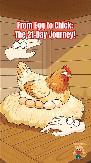 From Egg to Chick: The 21-Day Journey! 🥚🐣 #wackyfarmer