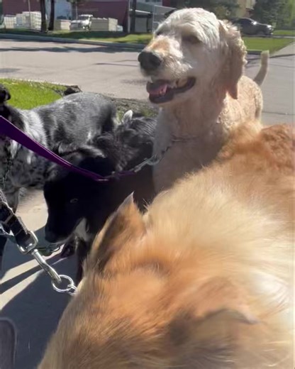 Speaking of poopy, then it was Lucy out with Beau hot on her heels... he who pooped in the house with she who refused to go on morning potty only to drag us all over to the same said spot to go as soon as we set out for walkies... 🤦🏻‍♀️🤦🏻‍♀️🤦🏻‍♀️ Lucy says, yeah well, at least I'm not at two strikes like Beau- he also was being rambunctious as we set out, pushing against me n stepping on auntie's heels... 😝🤗🤭 #whatapair #chewsdayfeels | Just Fur Kids Dog Daycare