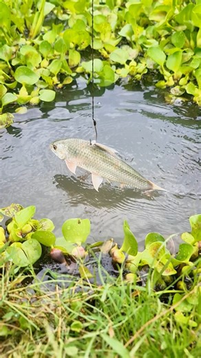 Best Live Bait Setup for Giant Blue Catfish – Tested in U.S. Waters | Fishy Story